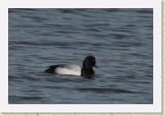 DSC_5078 Lesser Scaup * 849 x 566 * (136KB)